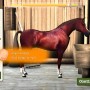 Derby quest: Fok je eigen paard